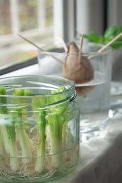 Growing vegetables from scraps Stock Photos