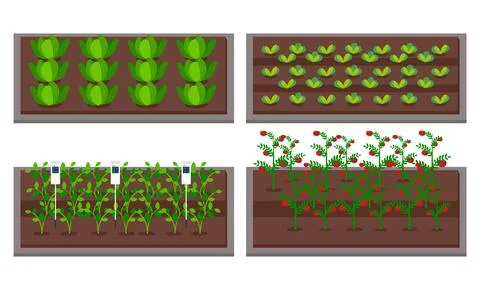 Growing vegetables using modern technology, use greenhouses. Level neat Ilustração Stock