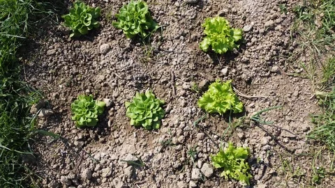 Growing vegetables in the vegetable garden Video stock 126794345