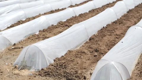 Growing Vegetables. Vegetables under Plastic mulch polymer film 스톡 동영상 273142259