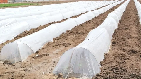 Growing Vegetables. Vegetables under Plastic mulch polymer film 스톡 동영상 273142262