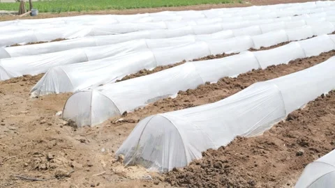 Growing Vegetables. Vegetables under Plastic mulch polymer film 스톡 동영상 273142280