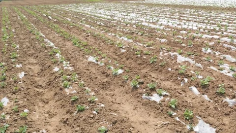 Growing Vegetables. Vegetables under Plastic mulch polymer film 스톡 동영상 273142281