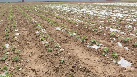 Growing Vegetables. Vegetables under Plastic mulch polymer film 스톡 동영상 273142289