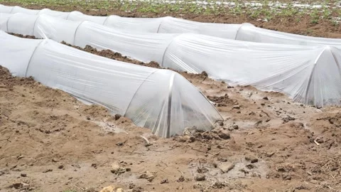 Growing Vegetables. Vegetables under Plastic mulch polymer film 스톡 동영상 273142316