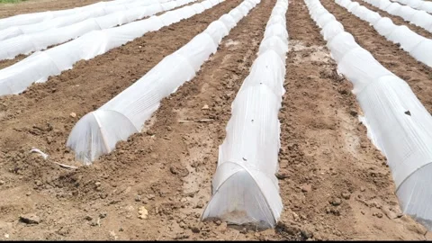 Growing Vegetables. Vegetables under Plastic mulch polymer film 스톡 동영상 273142338