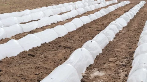 Growing Vegetables. Vegetables under Plastic mulch polymer film 스톡 동영상 273142354