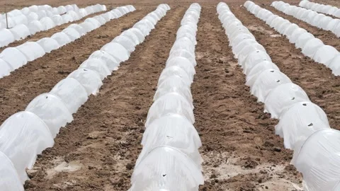 Growing Vegetables. Vegetables under Plastic mulch polymer film Видео 273142393