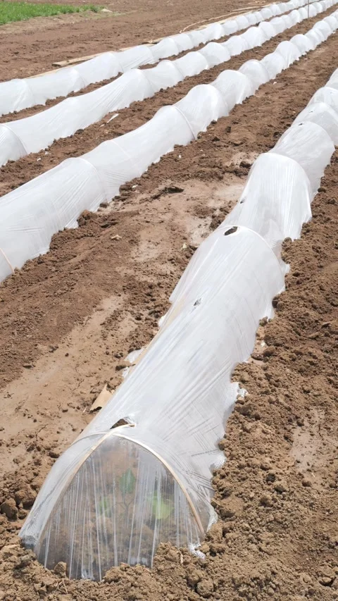 Growing Vegetables. Vegetables under Plastic mulch polymer film 스톡 동영상 273142437