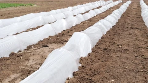 Growing Vegetables. Vegetables under Plastic mulch polymer film 스톡 동영상 273142485