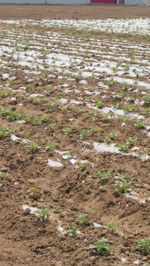 Growing Vegetables. Vegetables under Plastic mulch polymer film 스톡 동영상 273142528