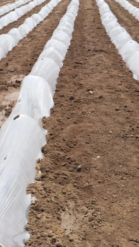 Growing Vegetables. Vegetables under Plastic mulch polymer film Vidéo 273142596