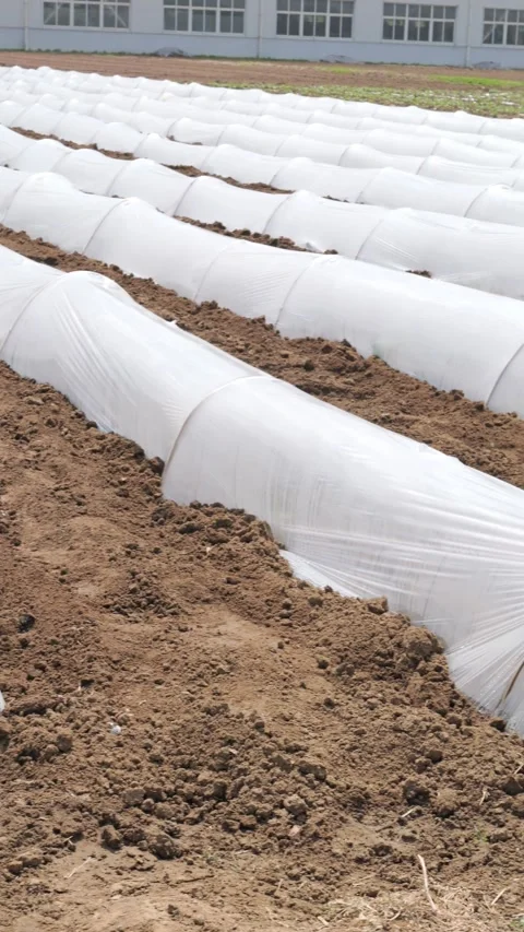 Growing Vegetables. Vegetables under Plastic mulch polymer film 스톡 동영상 273142599