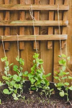 Growing vegetables in your backyard, close-up of pot with seedlings and seeds Stock Photos