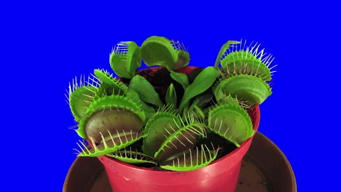 Growing Venus flytrap plant against blue CHROMA key backround Vidéo 303755377