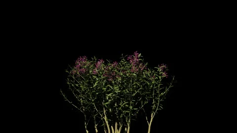 Growing Verbena Flowers Stock Footage 88436017