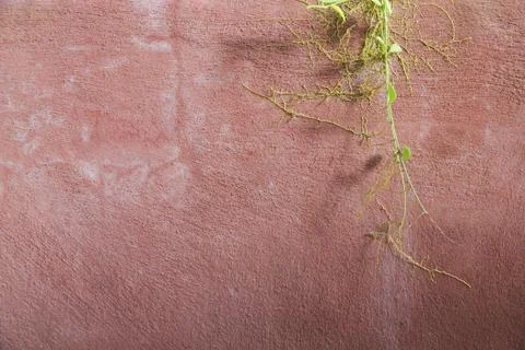 Growing on the wall Foto stock