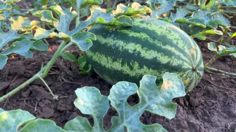 Growing watermelon in a field Stock Footage 288147462
