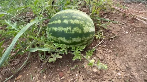 Growing watermelon in a field Stock Footage 337198650