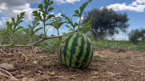 Growing watermelon in a field Stock Footage 337198854