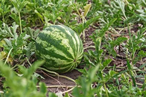 Growing watermelon on the field. Stock Photos