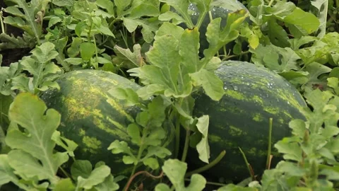 Growing watermelons Stockbeeldmateriaal 164869502