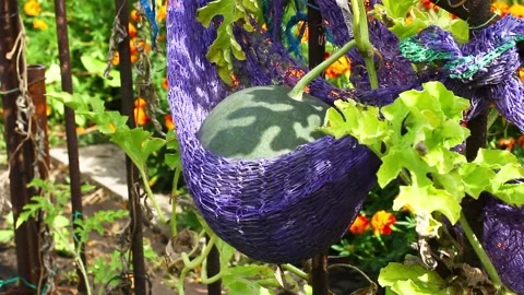 Growing watermelons on a trellis. Stock Footage 150146204