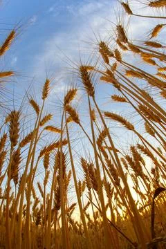 Growing wheat against the background of the cloudy sky. Agronomy and agricult Stock Photos