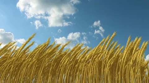 Growing wheat against the sky 스톡 동영상 21255803