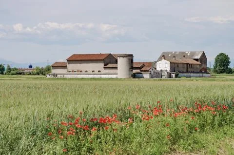 Growing wheat in a barn Stock Photos