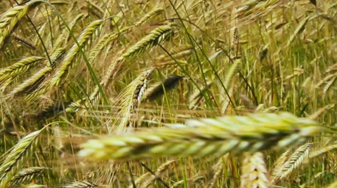 Growing wheat, close up Stockbeeldmateriaal 40728183