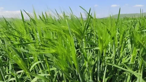 Growing wheat close up at springtime Stock Footage 272475040