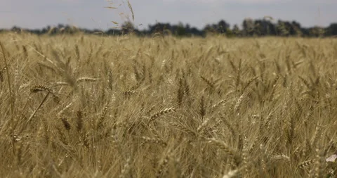 Growing wheat at the edge of the forest, 4K 스톡 동영상 222239948