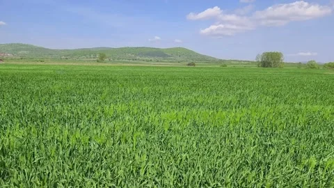 Growing wheat farm field at springtime Stock Footage 272475039