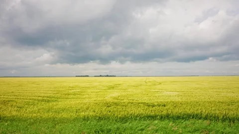 Growing Wheat Field Beneath Dark Storm Clouds on Canadian Prairies Stock Footage 341475084
