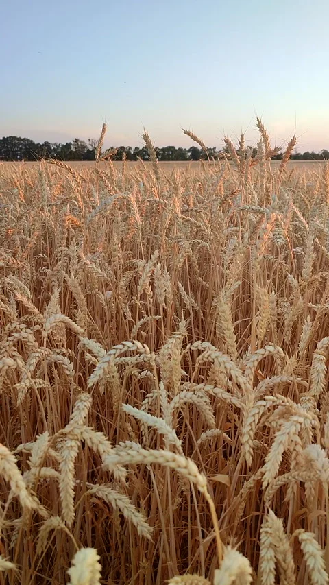 Growing wheat field blue sky summer evening morning sunset sunrise Vertical Stock Footage 324921459