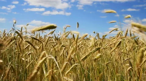 Growing wheat on the field Stockbeeldmateriaal 40728069