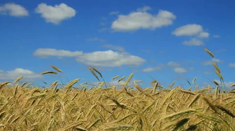 Growing wheat field Stockbeeldmateriaal 40728123