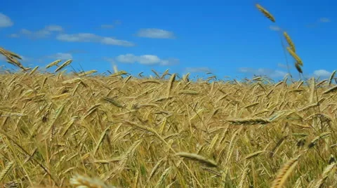 Growing wheat on the field. Stockbeeldmateriaal 40728158