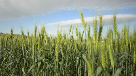 Growing Wheat In A Field Stock Footage 128490056