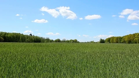 Growing Wheat Field in Spring Stock Footage 129895793