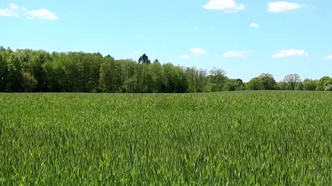 Growing Wheat Field in Spring Video stock 143612540