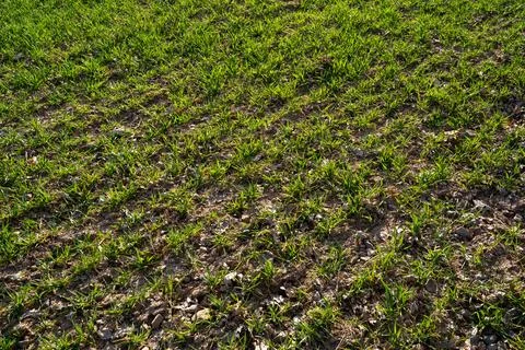 Growing wheat on the field in spring Stock Photos