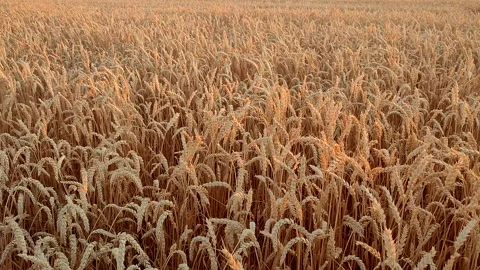 Growing wheat field summer evening morning during sunset sunrise Stock Footage 324921223