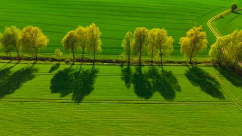 Growing wheat field with trees casting shadows. Spreading green grain crop Stock Footage 309635136
