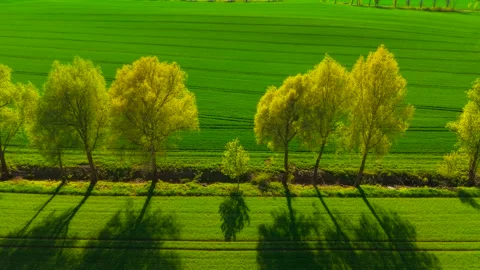 Growing wheat field with trees shadows at beautiful sunset in Poland. Casting Stock Footage 311929840