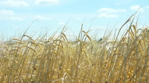 Growing wheat Stockbeeldmateriaal 11360772