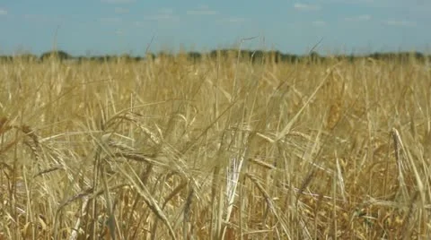 Growing wheat 스톡 동영상 11360839