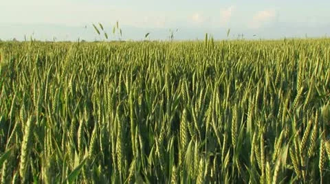 Growing wheat Stock Footage 21225341