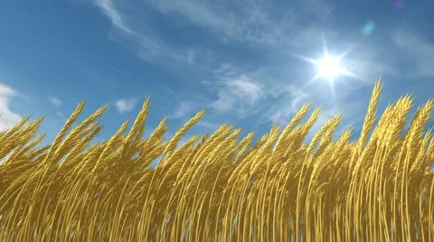Growing wheat Stock-Footage 22042973